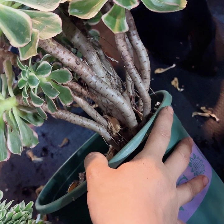 多肉植物绿玫瑰196