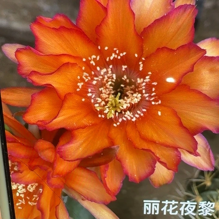 271丽花夜离歪3公分左右无根侧牙，20包邮
