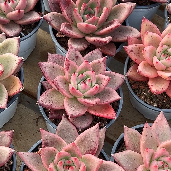 红颜密语           福利多多