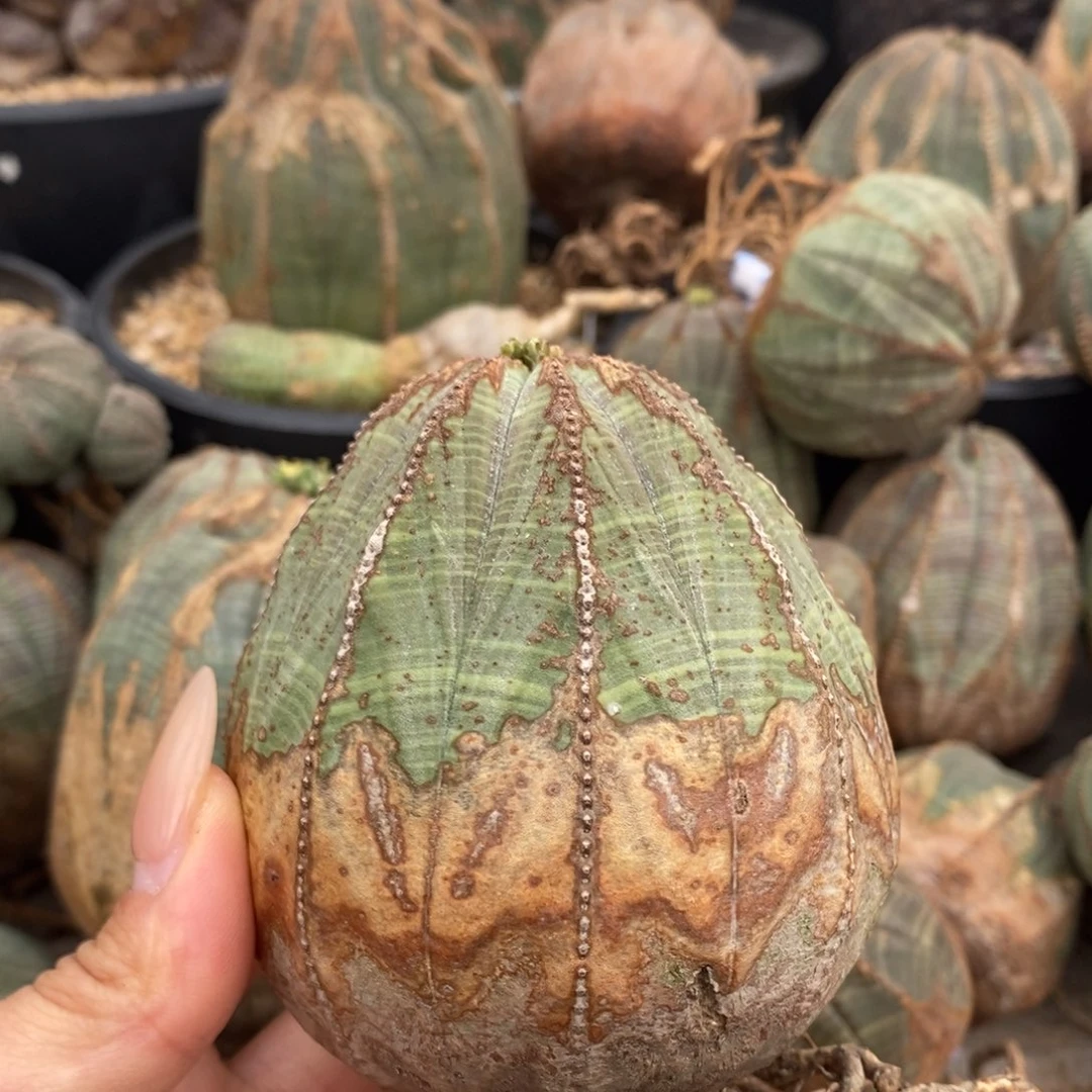 30欧系实生布纹球一物一拍