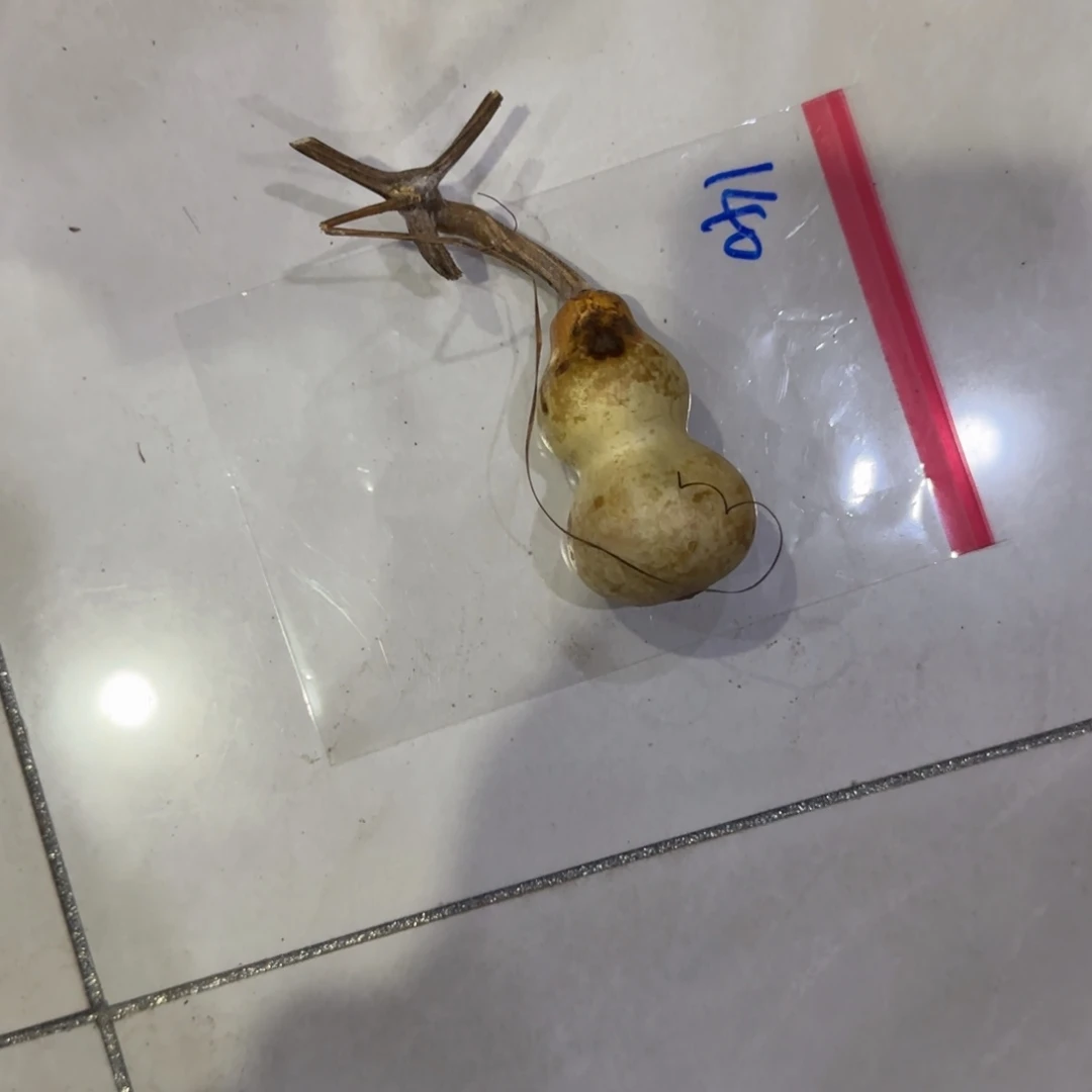 痛***扉葫芦乐乐粒磨损率咯OK乐乐