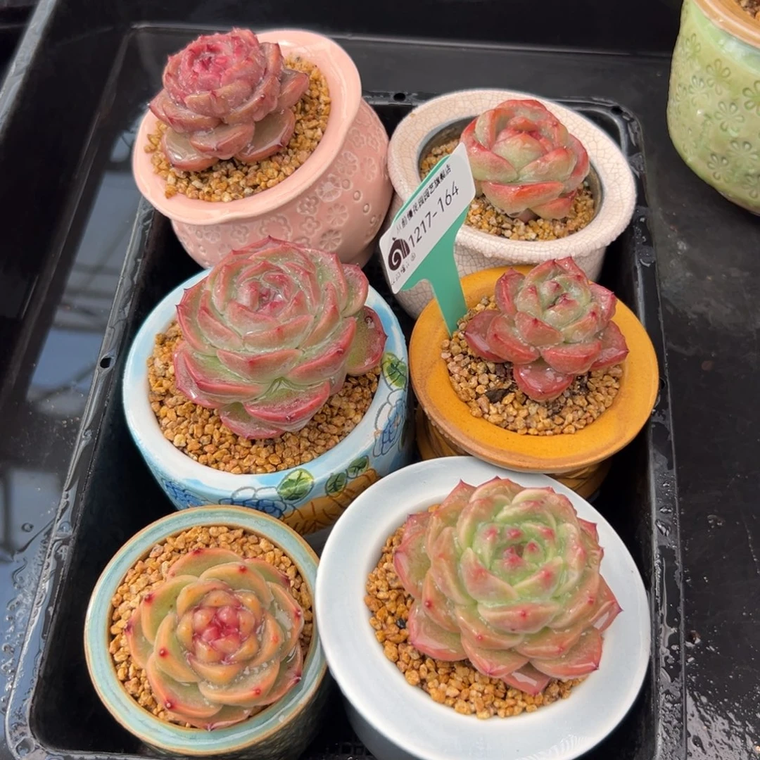 从前慢花园多肉编号1217-164