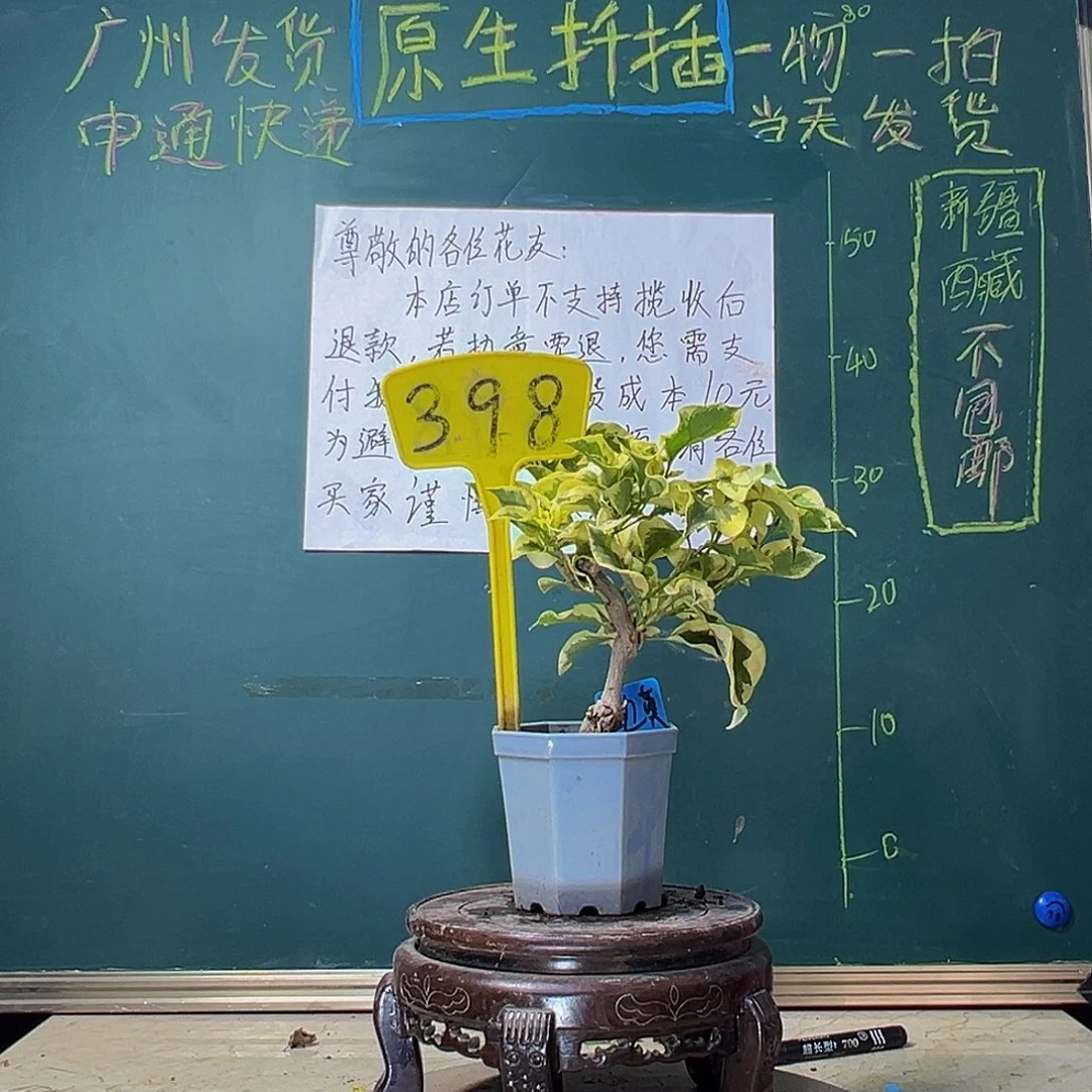 当前无花栽培后可以开花金边黄 大宝 398