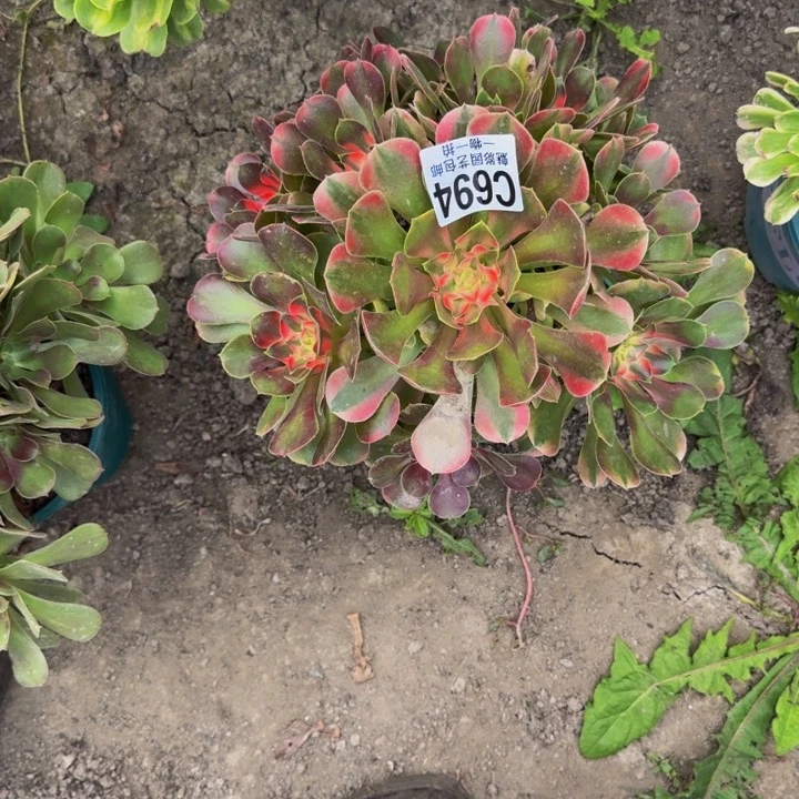 香妃花30-34包邮花花