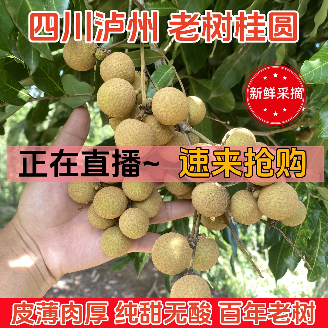（现场打包发货）四川泸州桂圆百年老树晚熟龙眼新鲜采摘当天发货