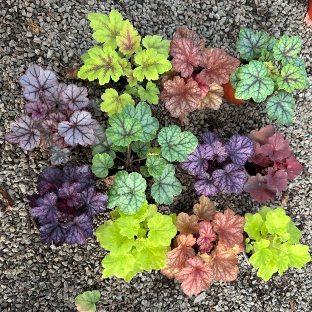 《矾根一加仑盆》矾根盆栽花苗耐阴植物花镜耐寒-20度观叶调色板