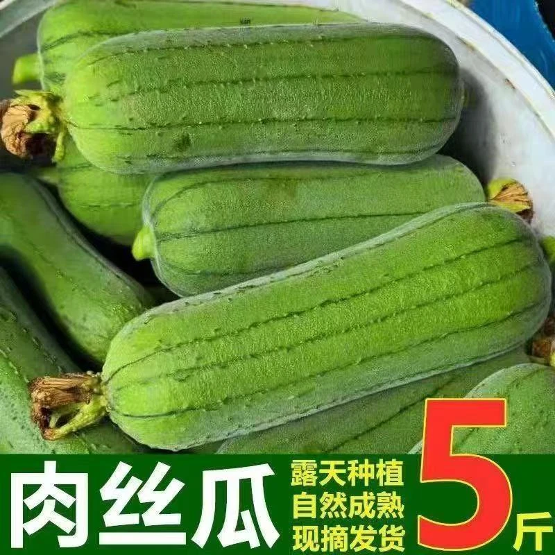 当季肉丝瓜新鲜采摘蔬菜
