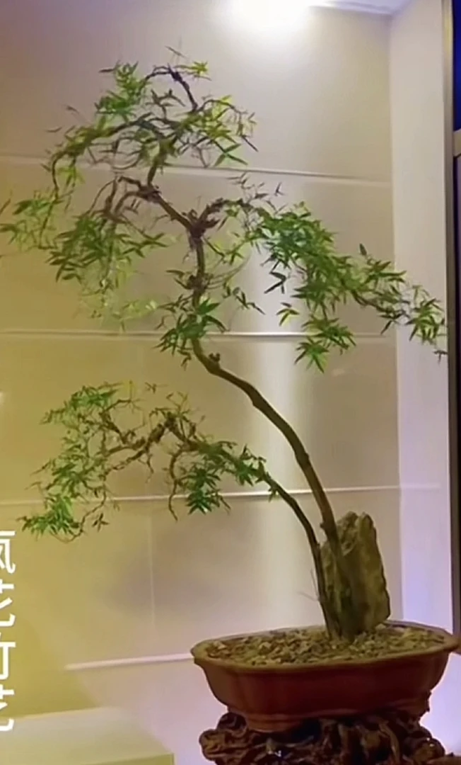 小叶簕竹弯杆桩，宝塔桩，凤尾桩