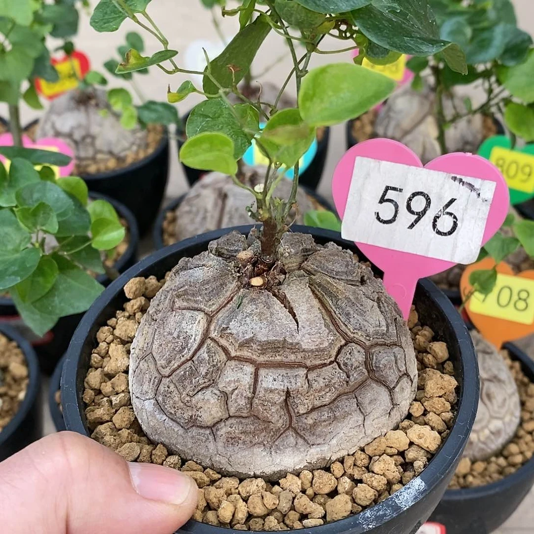 南非龟甲龙龟甲龙