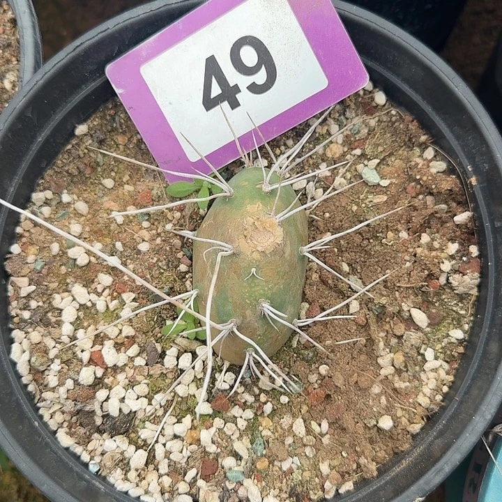 恐龙硫磺母本脱土发货