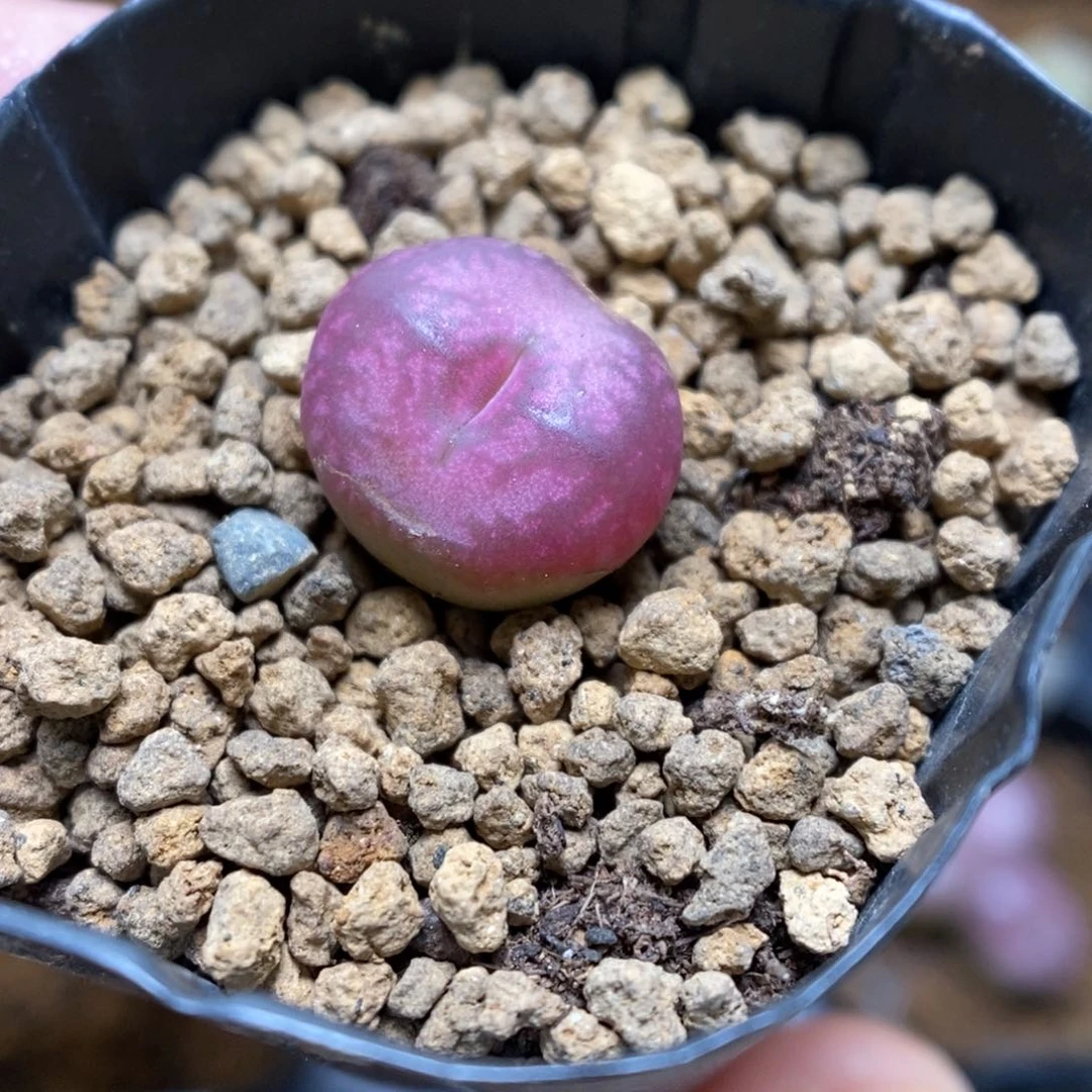 多肉植物肉锥杂交K-3387