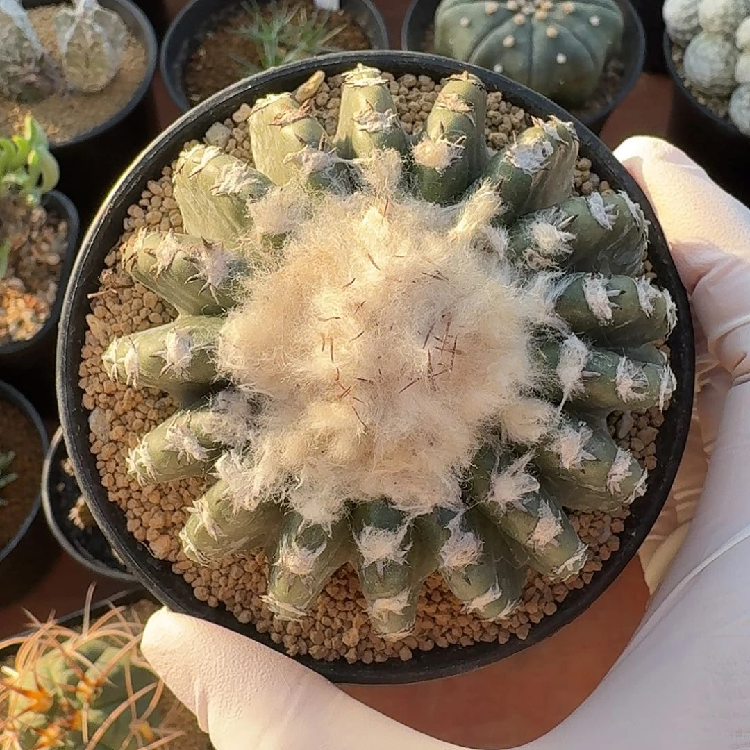 雪顶奇特球仙人球2