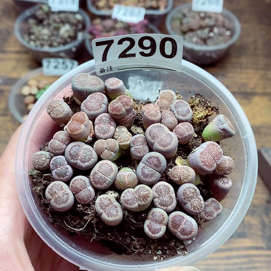7290菊啊啊啊啦啦