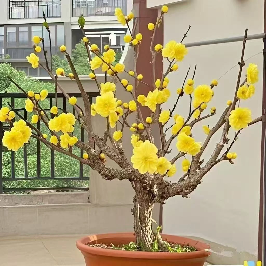 耐寒梅花腊梅盆栽浓香型庭院好养花卉