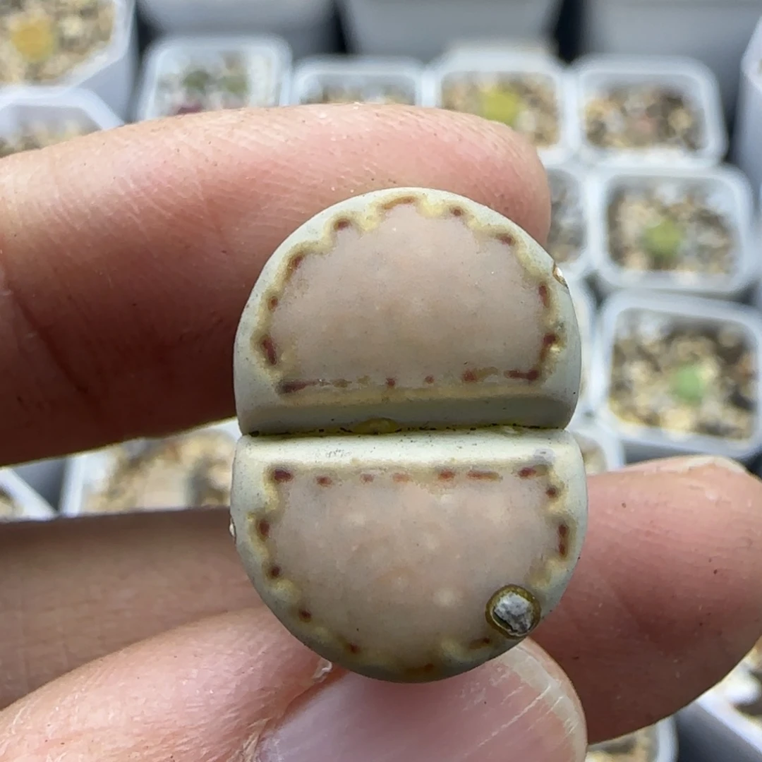 711饼干有疤点清框福利30包邮