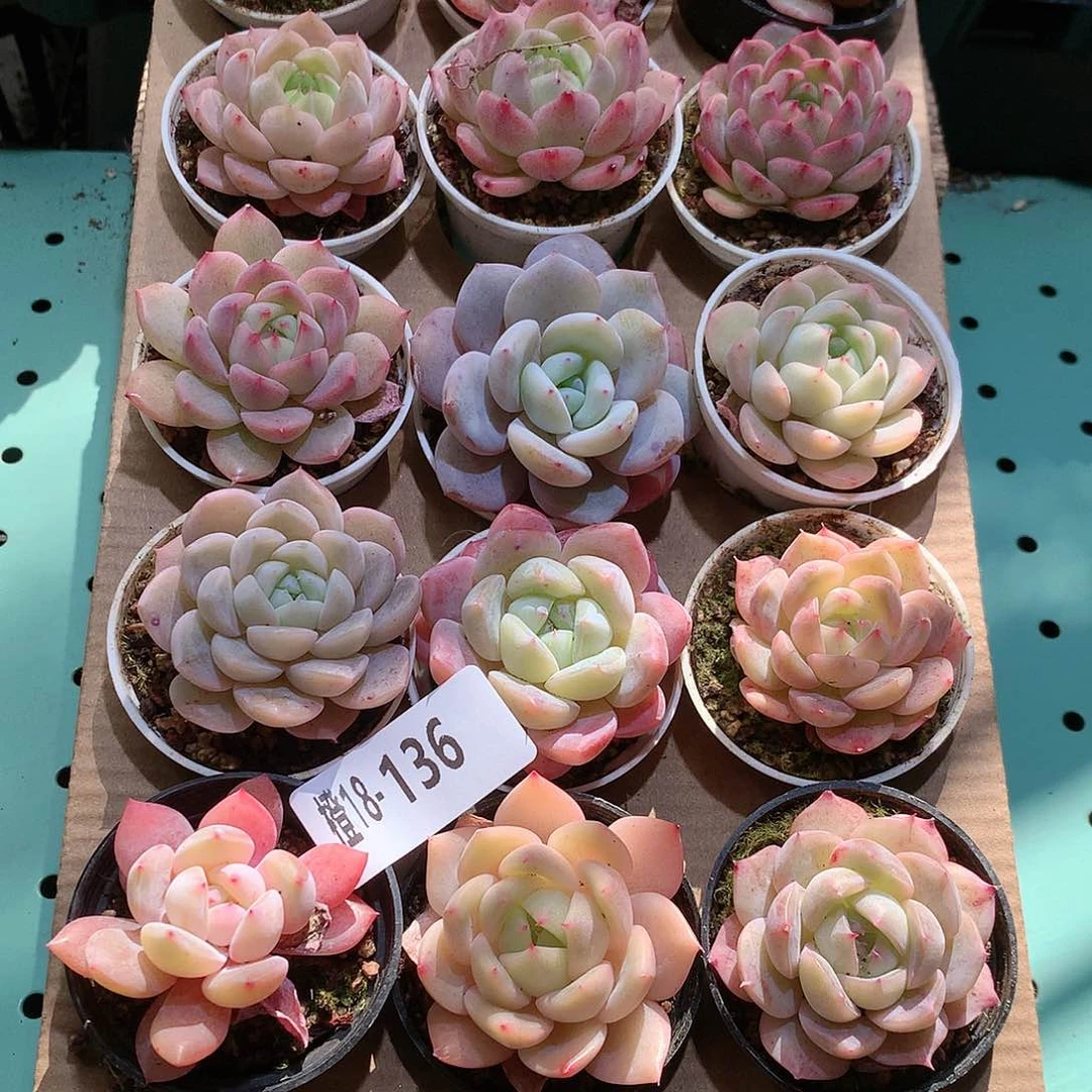 18-136一物一拍带盆18颗。