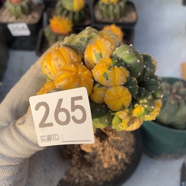 泛***辈自根265号小兜进群生