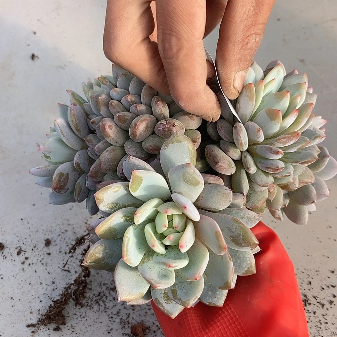 102 一物一拍不退不换