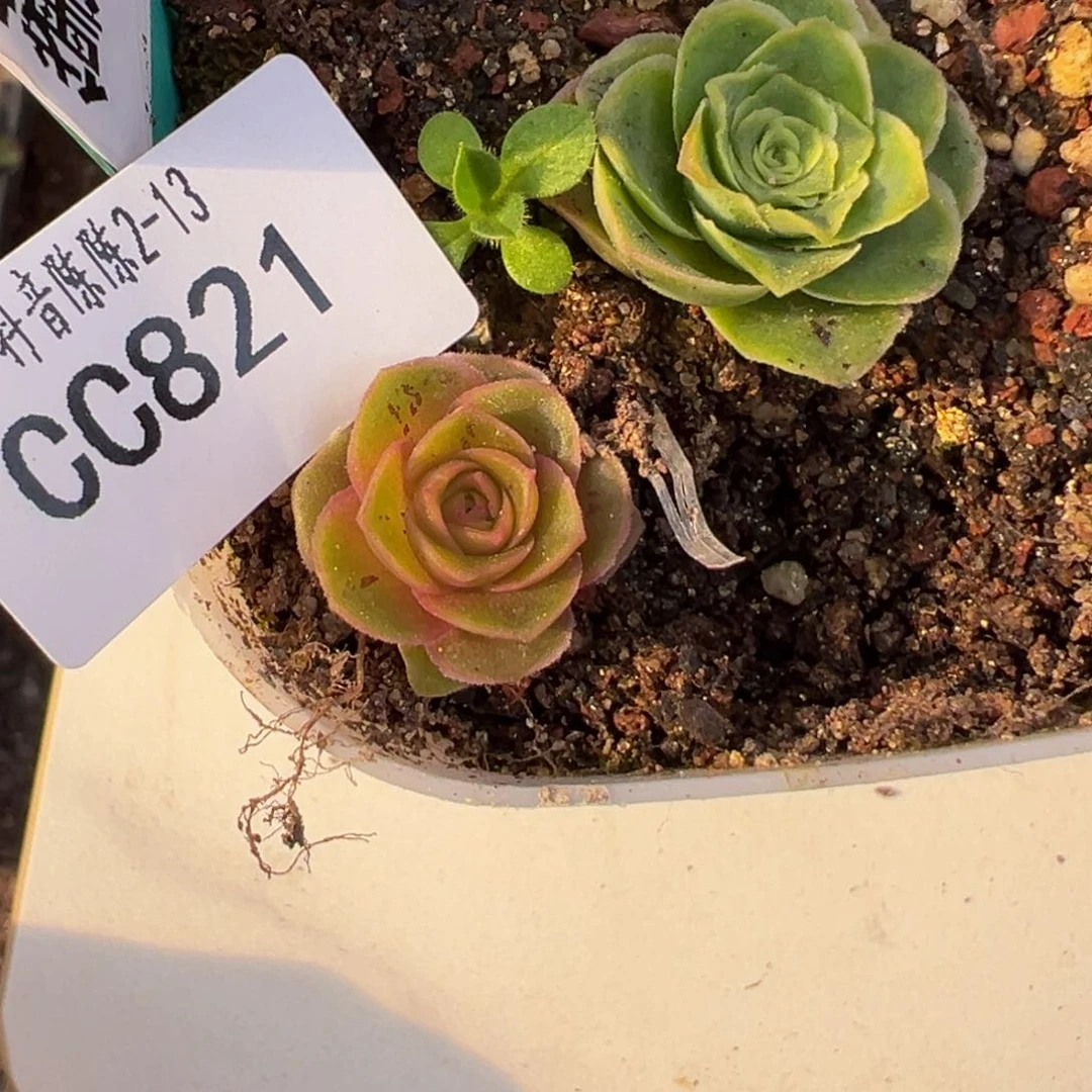 陈陈821黛嫣多肉