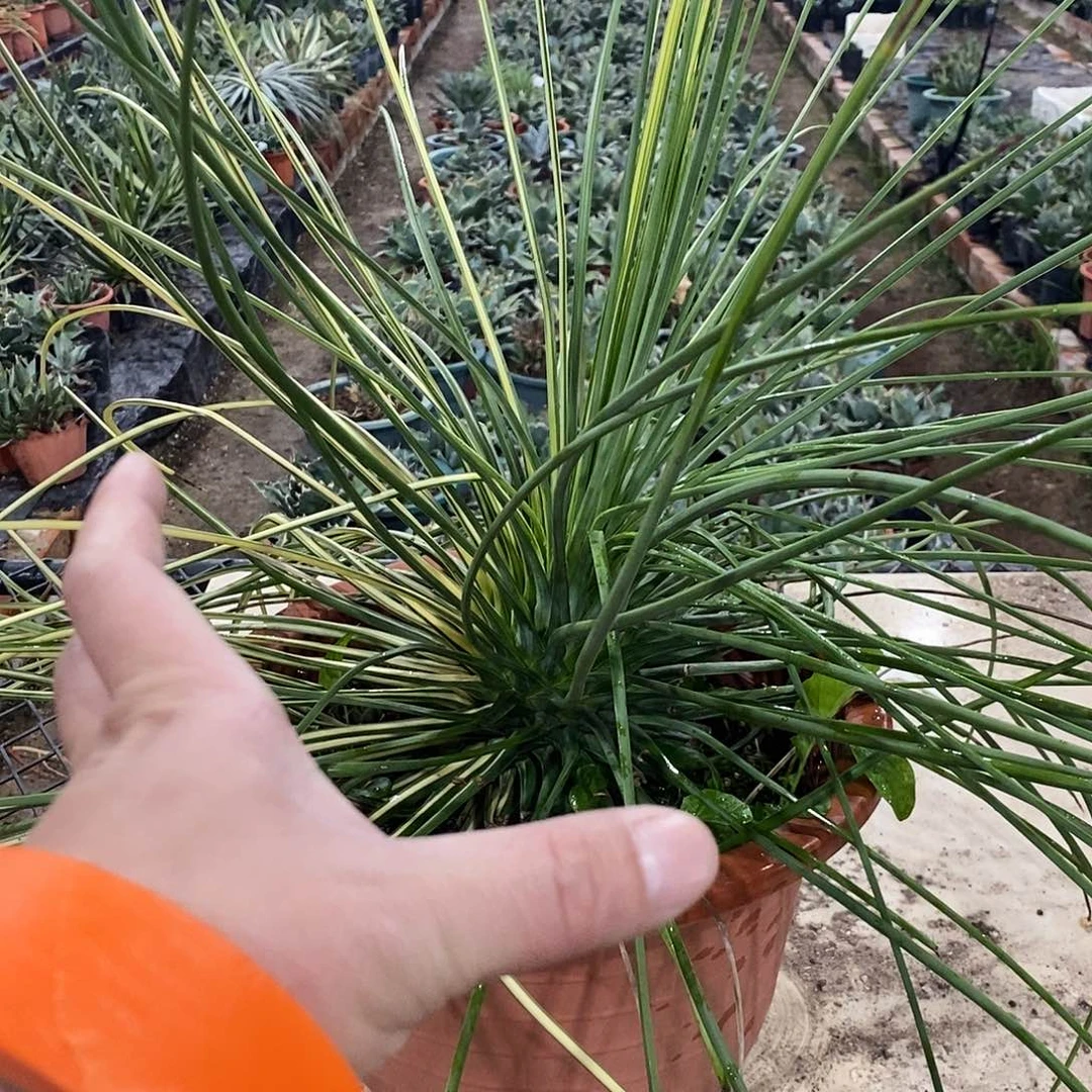 过***风吹上锦0000000000000099