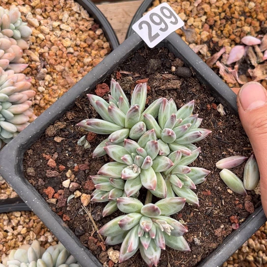 多肉植物美人s p 299