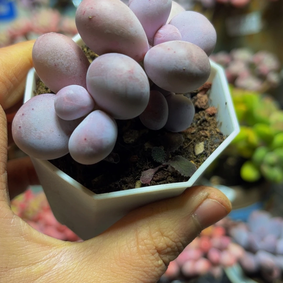 514水光针奶酪7厘米多肉