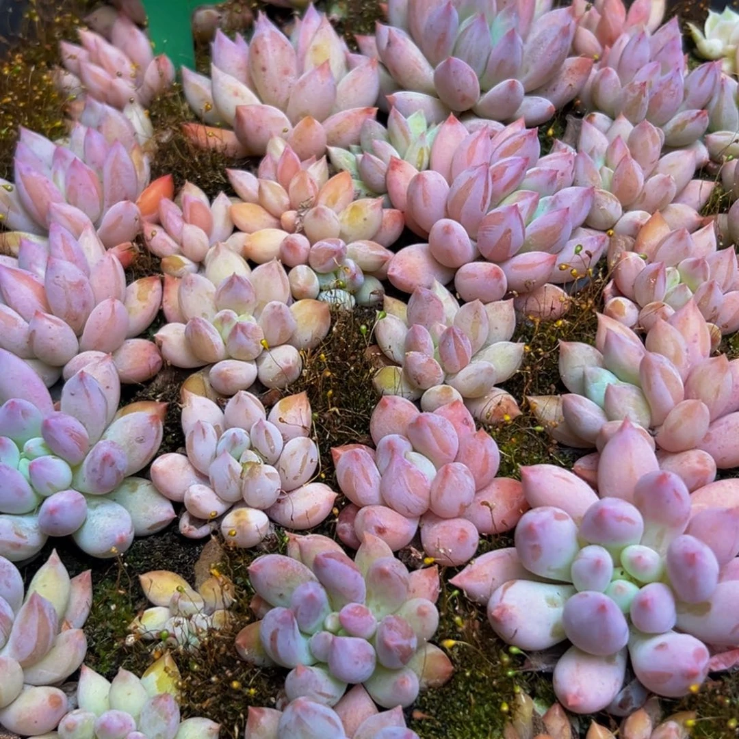 美人系列多肉量拍10颗