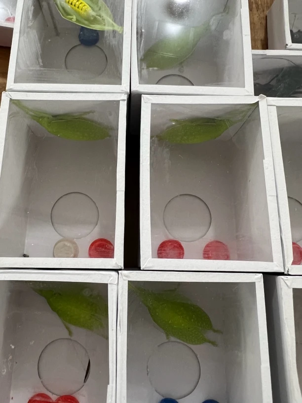 云南翡螽爬宠用貝