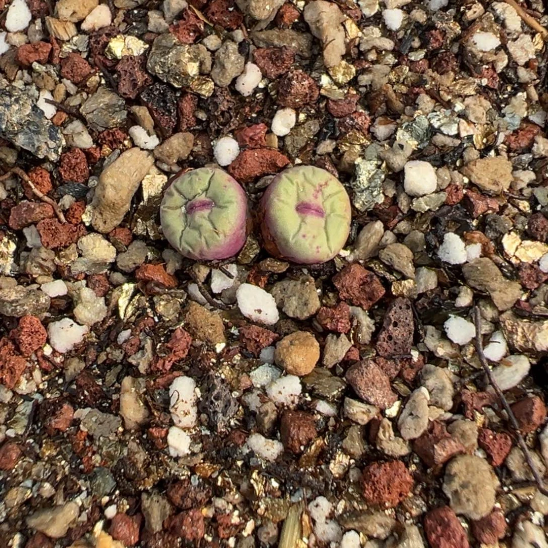 丫***～13-146肉锥多肉植物