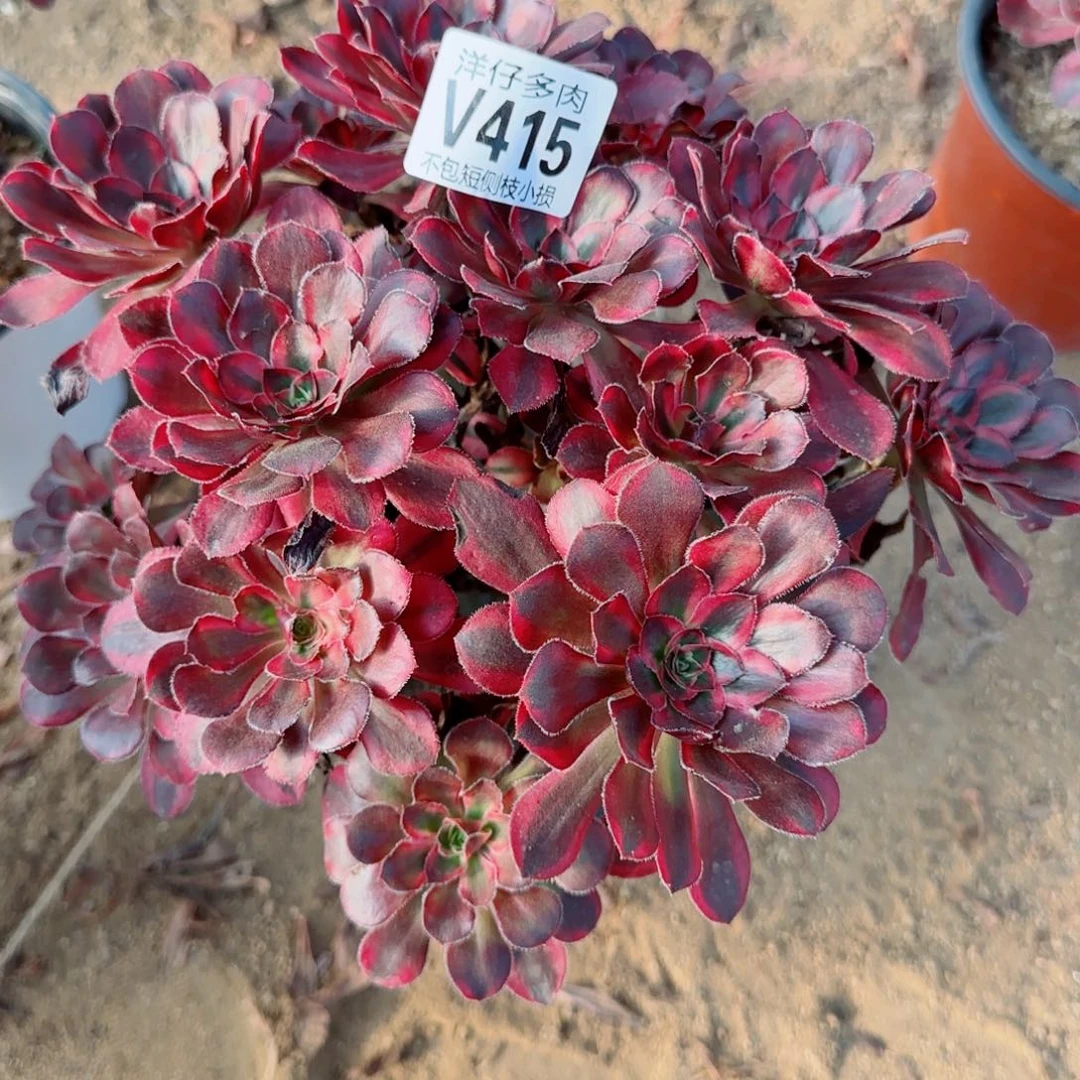 香耐尔发师415冠幅20