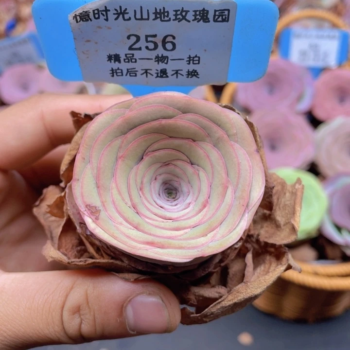 山地玫瑰256裸根发货不售后