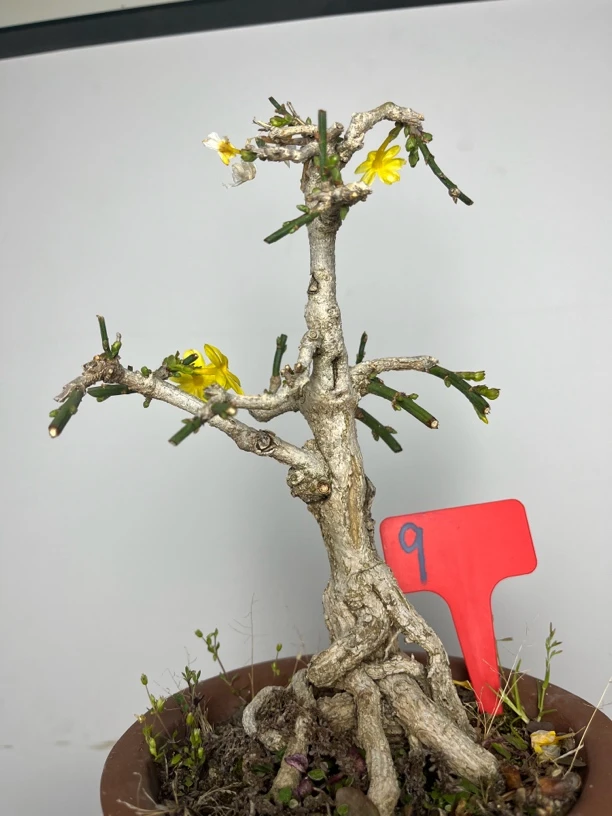 迎春花花卉盆景室内绿植装饰美化环境