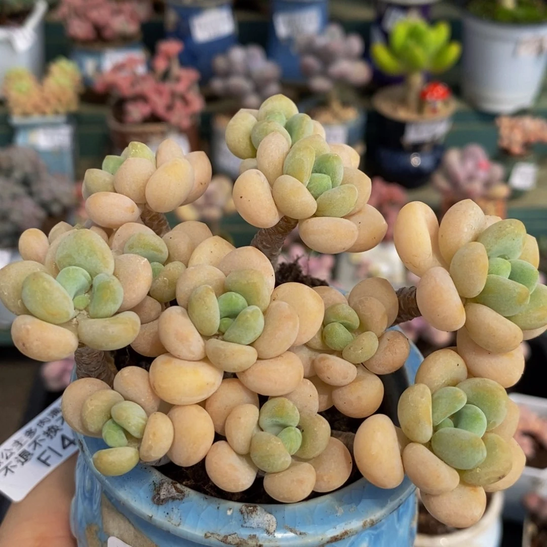 020 白奶糖10 厘米