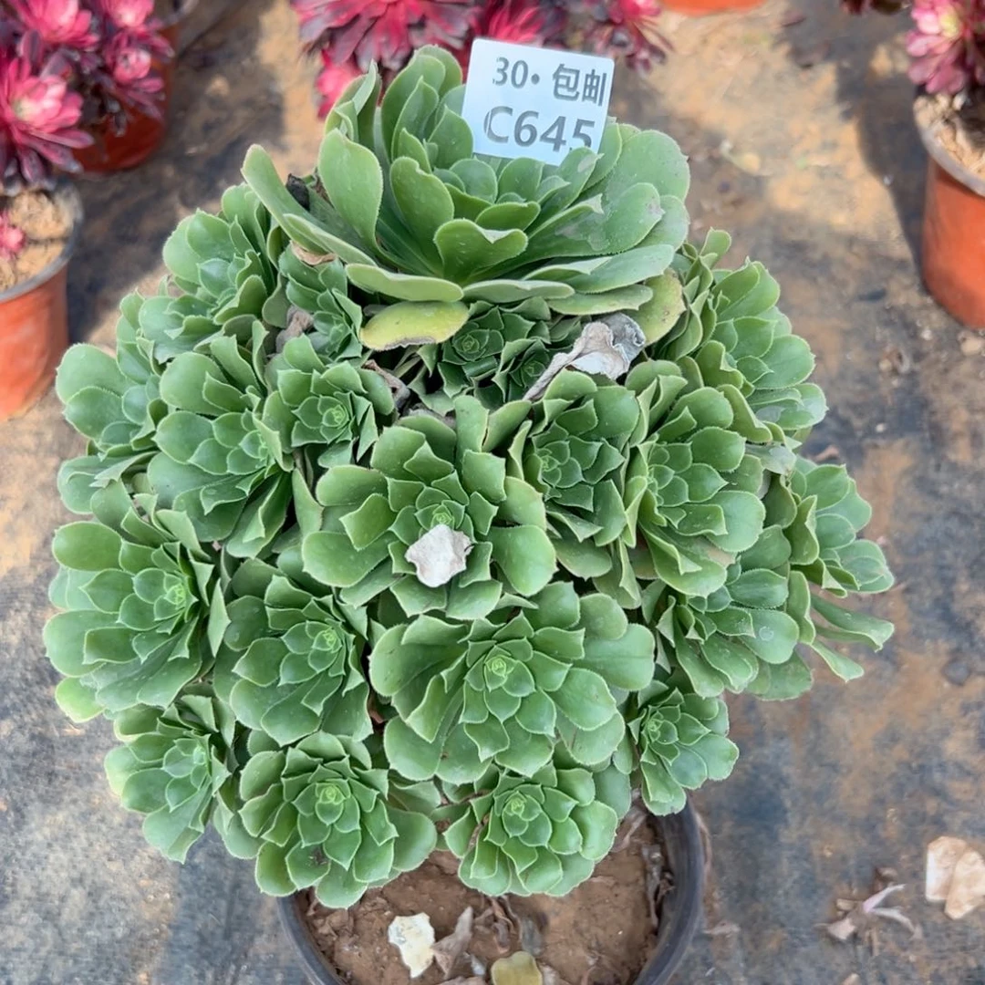 645绿杨蓉多肉法师