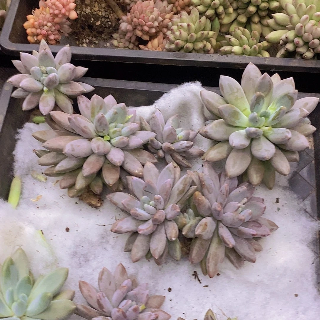 三***爱多肉植物多肉植物