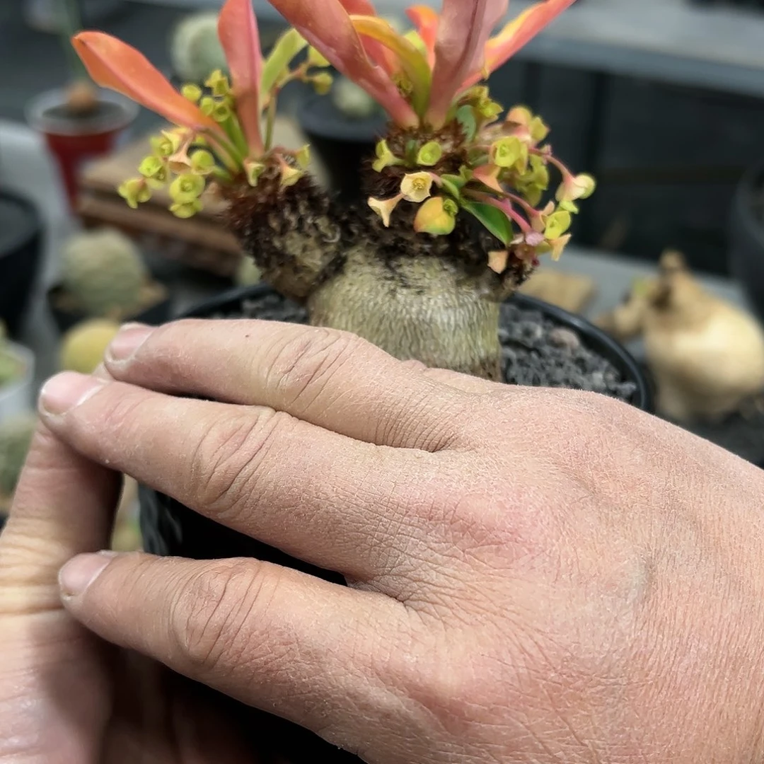 极*象鼻大戟888888888