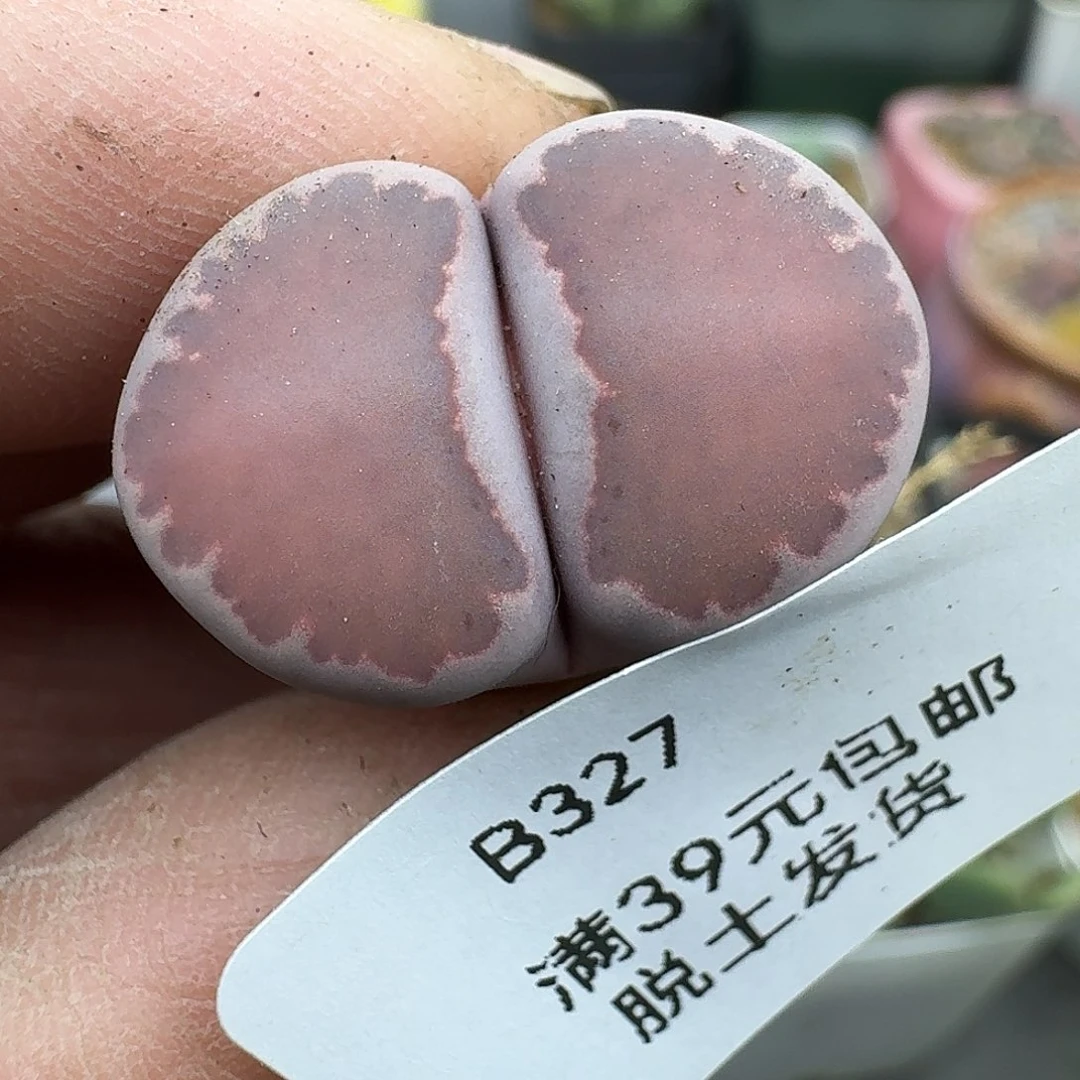 327多肉哈哈哈哈哈哈哈