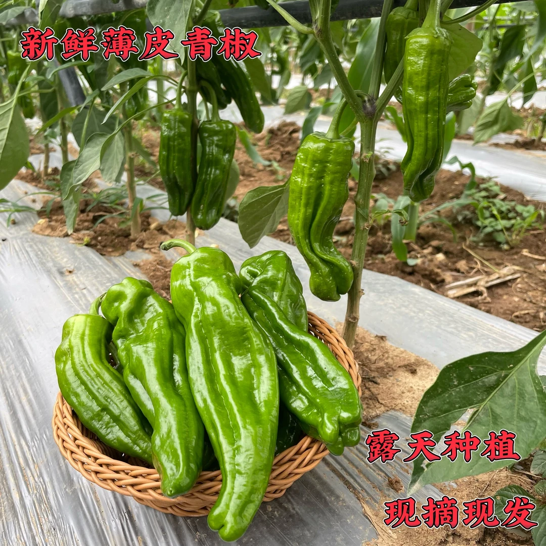 湖北恩施新鲜薄皮青椒虎皮椒皱皮椒软皮现摘现发皮薄脆嫩微辣爽口