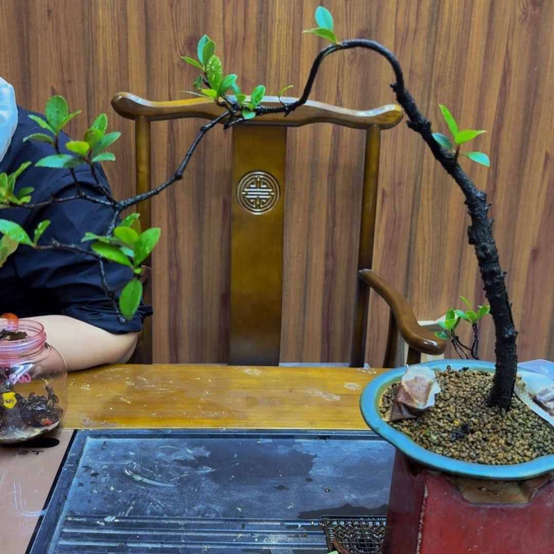无花朵3***屋海岛春花熟桩包邮发货