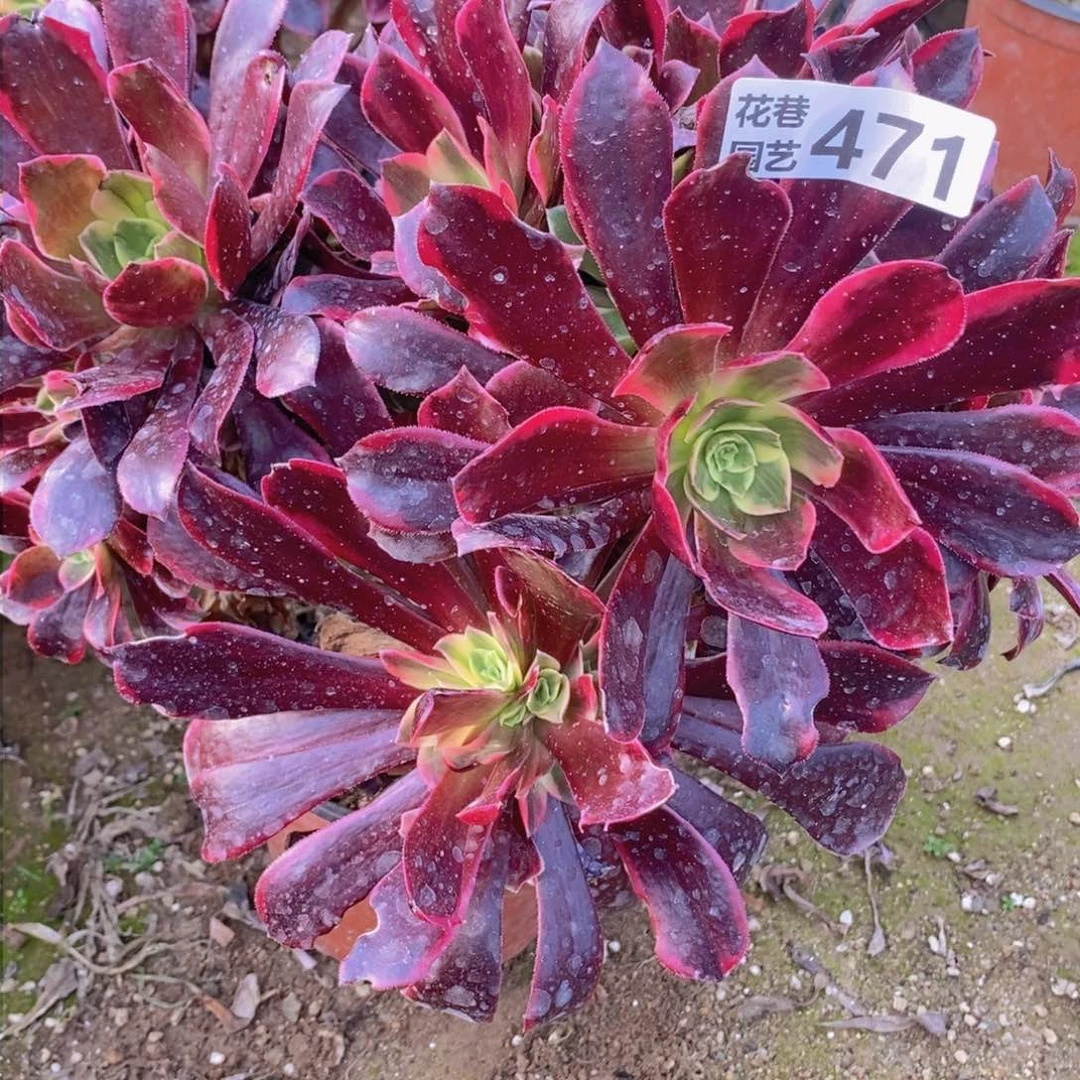 471 号一物一拍多肉植物