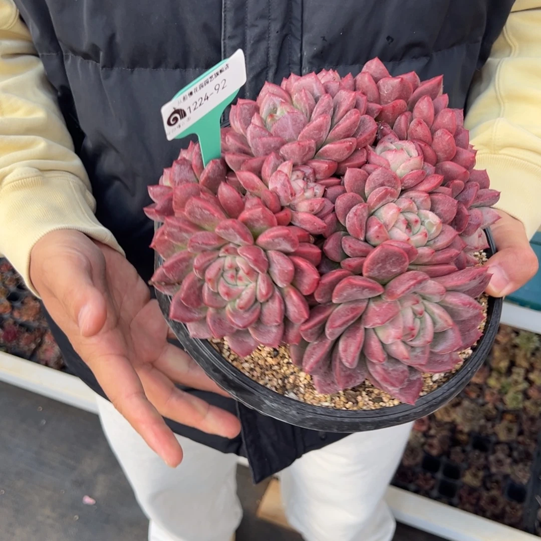 从前慢花园多肉编号1224-92