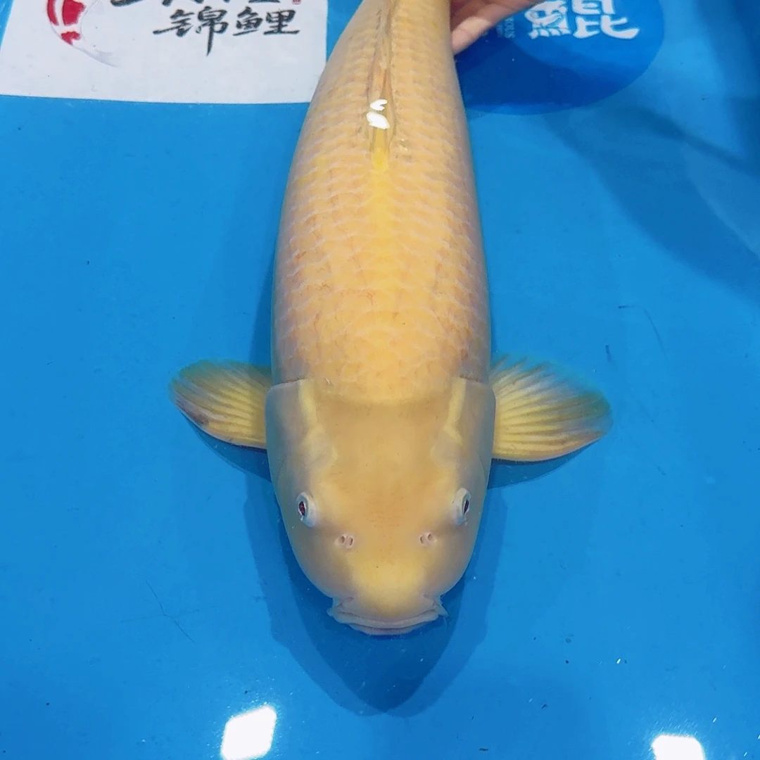 海水佛山兴隆锦鲤