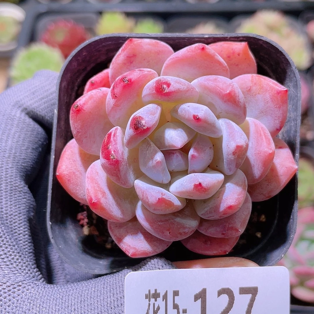 花利美15-127橙梦露