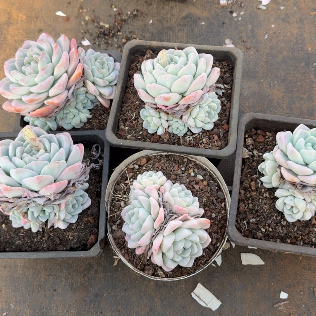 小***新5个小群生冰玉多肉植物