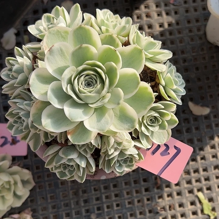 可****山地玫瑰锦秋夕1127号