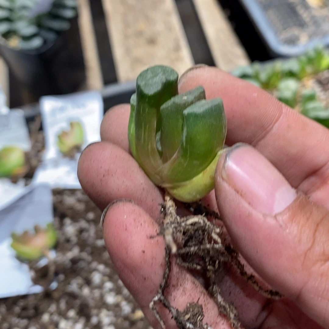 九***风21157 一颗玉扇 锦。福利