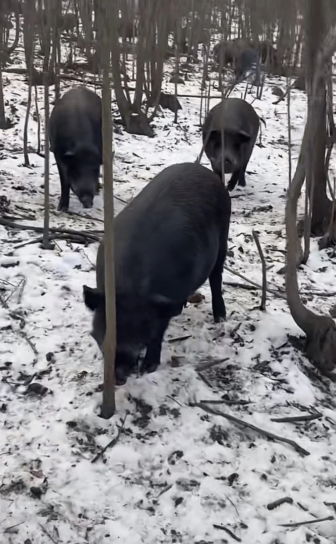 东北跑山野猪二代 后腿肉  2KG纯粮食喂养顺丰发货生长23个月以上