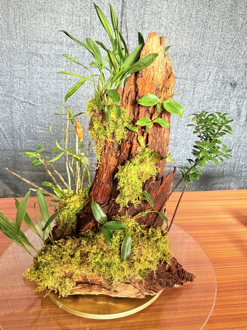 云南风化木、寄生植物、铁皮石斛、贝母类