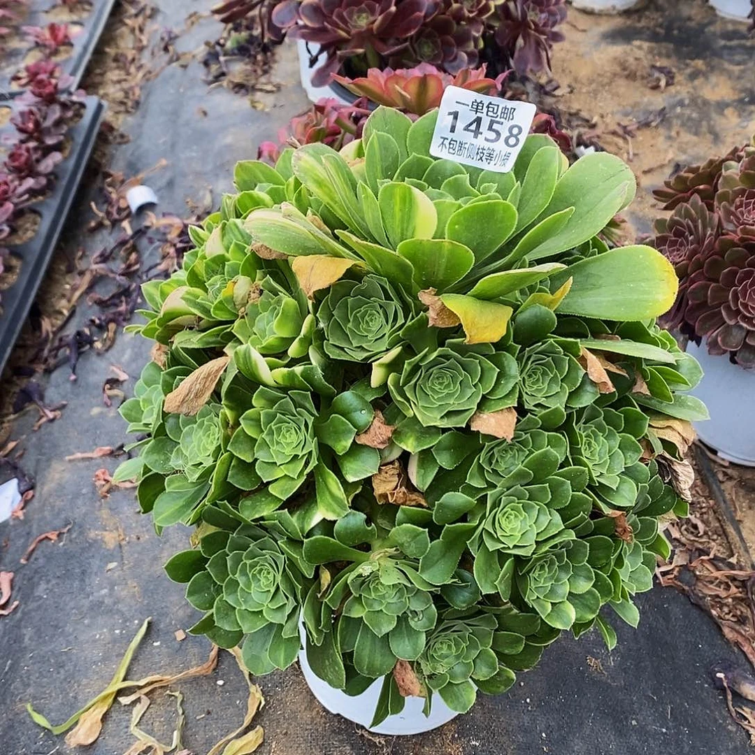 1458绿羊绒五彩琉璃多肉