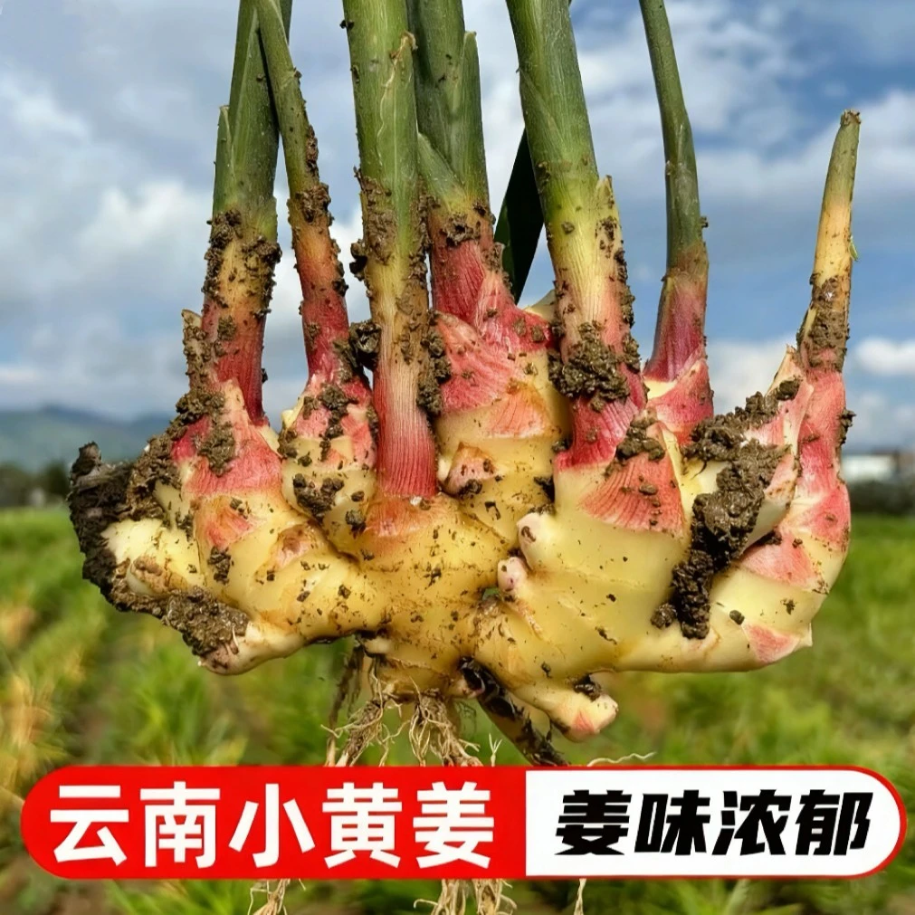 云南产地直发新鲜红芽嫩姜小黄姜可做泡姜